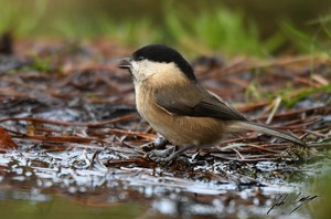 Willow Tit